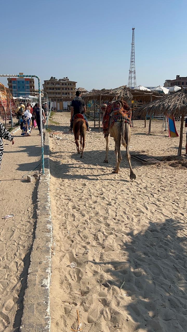 جمال وخيول في جمصة