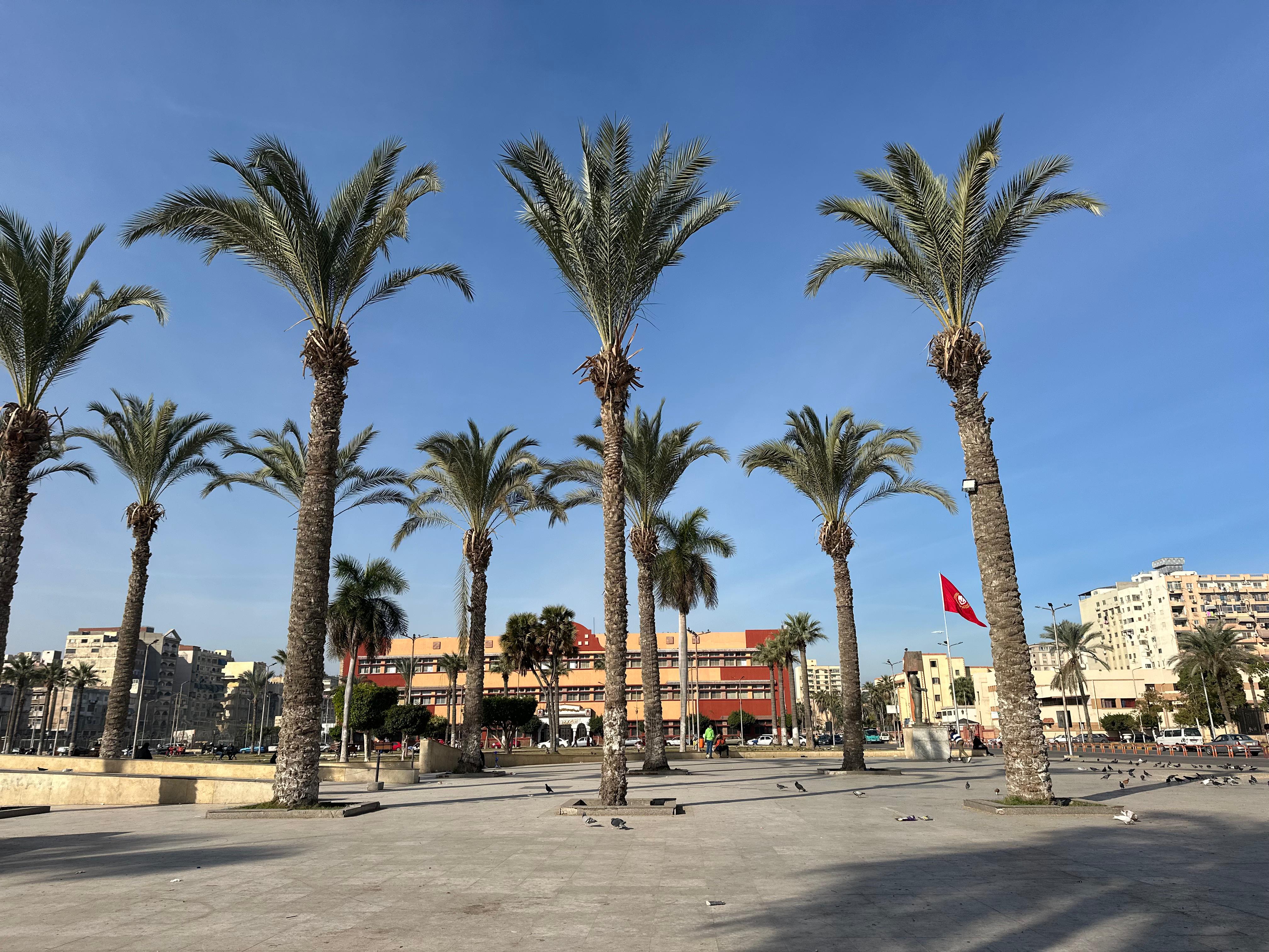 النخيل المحيط بميدان الشهداء