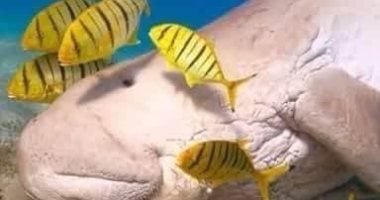 اكتشف مرسى مبارك: أجمل الخلجان الطبيعية في مرسى علم بالصور