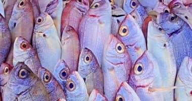 أسعار الأسماك في أسواق القليوبية اليوم الأحد 20 يوليو 2025 وأحدث أسعار البلطي الأكثر طلبًا