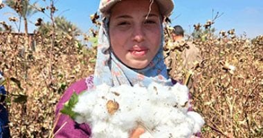 الفيوم تبدأ جني محصول القطن الذهب الأبيض في الأول من أغسطس