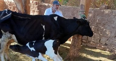 انطلاق حملة تحصين الماشية ضد الحمى القلاعية: الأعراض وطرق الوقاية الفعالة