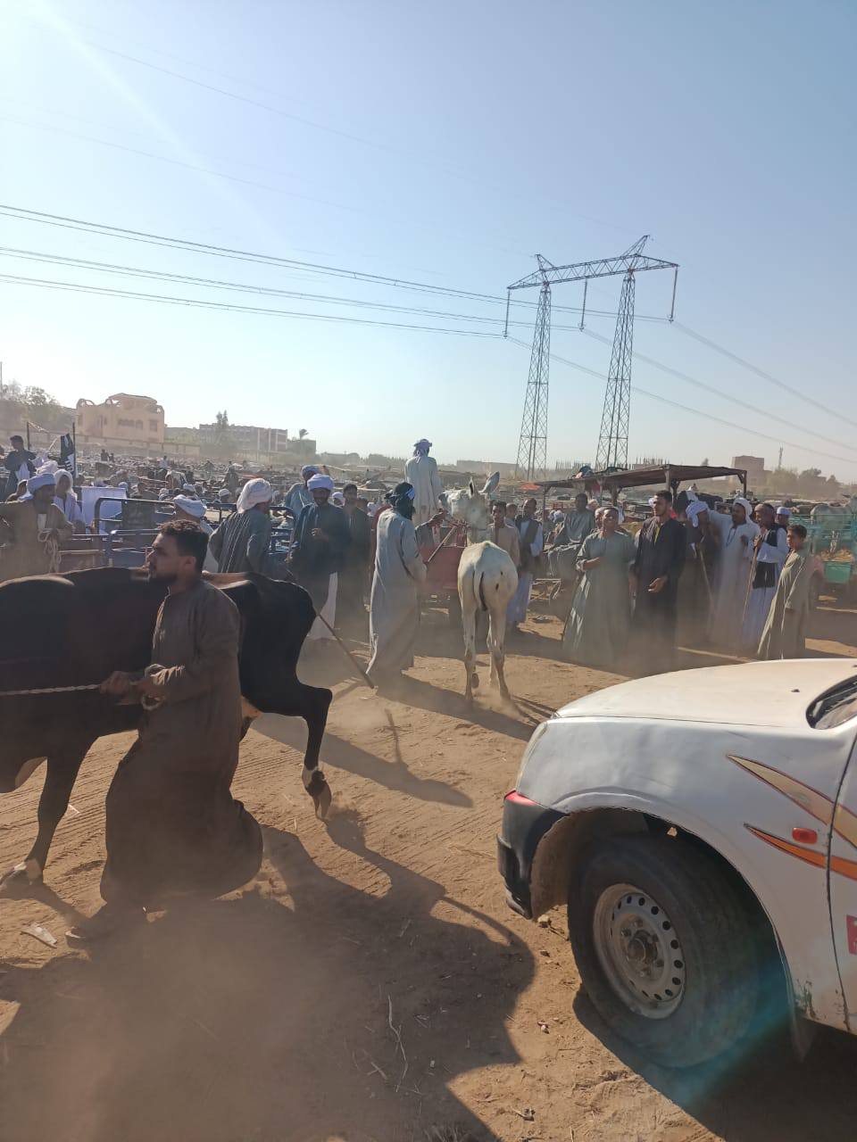 عمليات فحص وتحصن الماشية في الأسواق الأسبوعية ضد الأمراض الوبائية عمليات فحص وتحصن الماشية في الأسواق الأسبوعية ضد الأمراض الوبائية