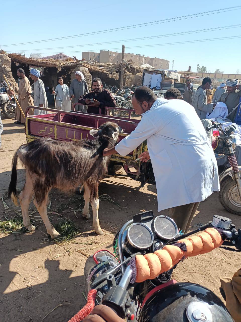بيطرى الأقصر تفحص وتحصن الماشية في الأسواق الأسبوعية ضد الأمراض بيطرى الأقصر تفحص وتحصن الماشية في الأسواق الأسبوعية ضد الأمراض