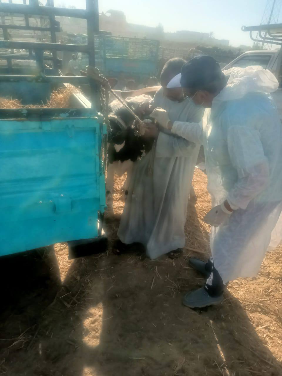 فحص وتحصن الماشية في الأسواق الأسبوعية ضد الأمراض بالأقصر فحص وتحصن الماشية في الأسواق الأسبوعية ضد الأمراض بالأقصر