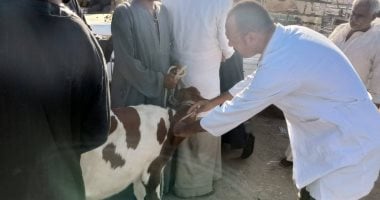 بيطري الأقصر يفحص ويحصن الماشية في الأسواق الأسبوعية للوقاية من الأمراض الوبائية