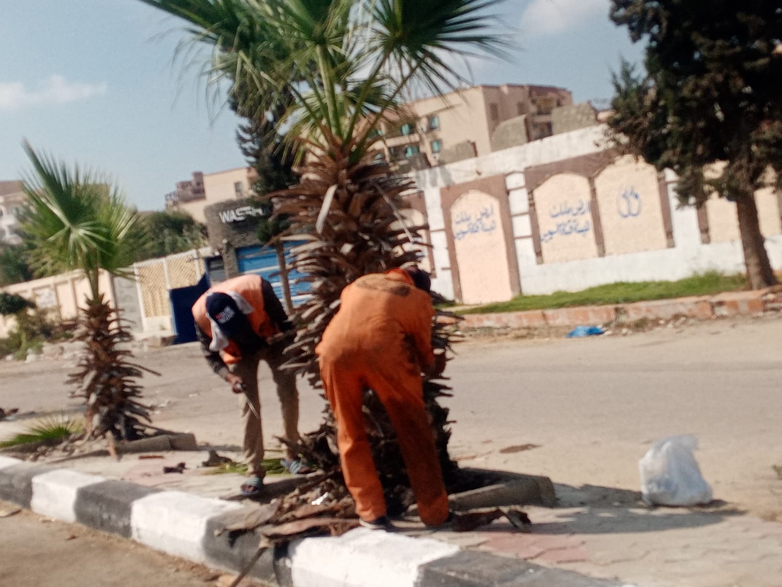 رفع كفاءة المسطحات الخضراء في الإسماعيلية قبل مهرجان المانجو رفع كفاءة المسطحات الخضراء في الإسماعيلية قبل مهرجان المانجو