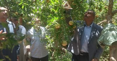 إجراءات عاجلة من وزير الزراعة لدعم مزارعي الرمان في البدارى