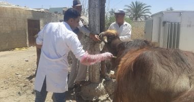 إطلاق قافلة بيطرية مجانية بقرية محلة سبك في محافظة المنوفية يوم غد