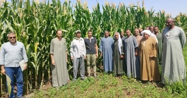 المنيا تتصدر إنتاج الذرة الشامية في مصر مع تنظيم ندوات إرشادية لدعم المزارعين