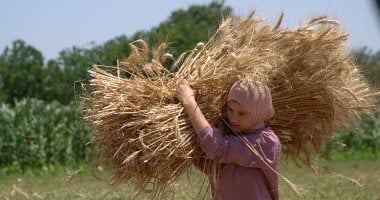 انخفاض تاريخي في واردات مصر من القمح: الأسباب والتداعيات