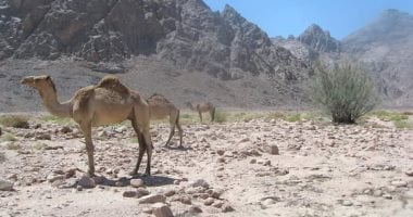 جبال القطار والدخان ووادي مليحة: أبرز وجهات السفاري في البحر الأحمر بالصور