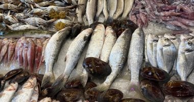 جولة مميزة داخل سوق الأسماك في بورسعيد: وجهة محبي المأكولات البحرية والتصوير الفوتوغرافي