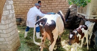 حملة تطعيم الماشية ضد الحمى القلاعية تغطي 94 وحدة بيطرية في قرى الفيوم