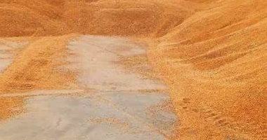 سوهاج تنجز موسم توريد القمح بتسجيل 186 ألف طن بزيادة 20% عن الهدف المحدد