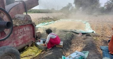 فرحة المزارعين بإنجازات موسم حصاد الفول الصويا وتحقيق إنتاجية أعلى للفدان مقارنة بالعام الماضي