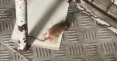 فضائح صحية في معسكرات جيش الاحتلال: صراصير وفئران وطعام فاسد (صور)