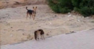كيفية التخلص من كلب ضال عقر 9 أشخاص في منطقة بيانكي بالإسكندرية