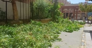 محافظ أسوان يفرض غرامة على فدان لتعديه على الأشجار في المدينة