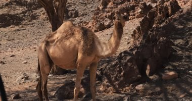 مشاهد ساحرة لا تُنسى عند تعانق الجمال والطيور تحت ظلال جبال سرابيط الخادم في سيناء