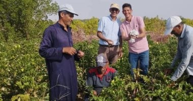 نجاح زراعة القطن لأول مرة في صحراء طور سيناء يفتح آفاقًا زراعية جديدة