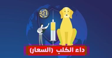 وزارة الصحة تعلن 4 إجراءات عاجلة يجب اتخاذها بعد التعرض لعضة أو خدش من حيوان مسعور