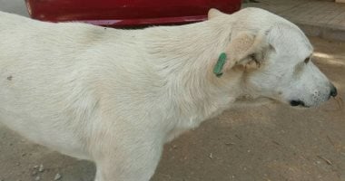 الطب البيطري في دمياط ينجح في تحصين 160 كلبًا ضالًا ضد مرض السعار