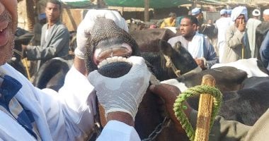 فرق الطب البيطري في الأقصر تحصن الماشية ضد الأمراض الوبائية خلال الأسواق الأسبوعية
