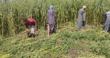 مزارعو المنيا يتوسعون في زراعة السمسم بإنتاج يتراوح بين 500 إلى 700 كيلو جرام