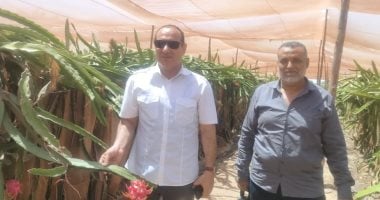 نجاح تجارب زراعة فاكهة التنين في الإسماعيلية وأبرز التفاصيل